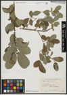Foto von Salix aegyptiaca L.